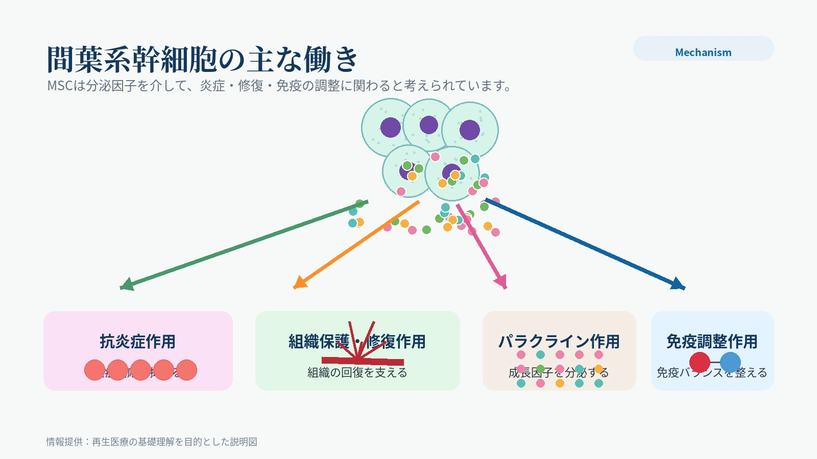 间叶系干细胞五种作用机制